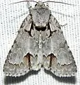 Acronicta falcula - Hodges#9214 - photo 3