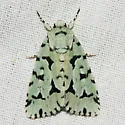 Green Marvel - Hodges#9281 - photo 2