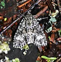 Fragile Dagger Moth - Hodges#9241