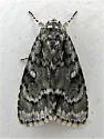 Fragile Dagger Moth - Hodges#9241 - photo 2