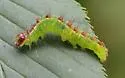 Fragile Dagger Moth - Hodges#9241 - photo 3