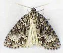 Fragile Dagger Moth - Hodges#9241 - photo 4