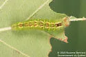 Fragile Dagger Moth - Hodges#9241 - photo 5