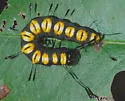 Funerary Dagger - Hodges#9221 - Acronicta funeralis