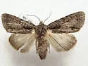 Gray Dagger - Hodges#9212 - photo 2