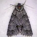 Gray Dagger - Hodges#9212 - photo 3