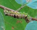 Witch Hazel Dagger - Hodges#9248 - photo 3