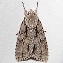Speared Dagger Moth - Hodges#9229 - photo 2