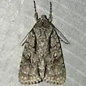 Speared Dagger Moth - Hodges#9229 - photo 4