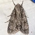 Speared Dagger Moth - Hodges#9229 - photo 5