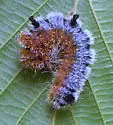 Frosted Dagger Moth - Hodges#9201 - photo 2
