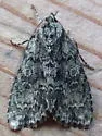 Heitzman's Dagger Moth - Hodges#9241.1 - Acronicta heitzmani
