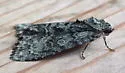 Heitzman's Dagger Moth - Hodges#9241.1 - photo 2