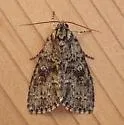 Heitzman's Dagger Moth - Hodges#9241.1 - photo 3