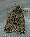 Heitzman's Dagger Moth - Hodges#9241.1 - photo 4