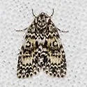 Heitzman's Dagger Moth - Hodges#9241.1 - photo 5