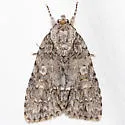Medium Dagger Moth - Hodges#9242.1 - photo 2