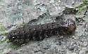 Medium Dagger Moth - Hodges#9242.1 - photo 3