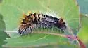 Impressed Dagger Moth - Hodges#9261 - Acronicta impressa
