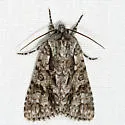 Impressed Dagger Moth - Hodges#9261 - photo 2