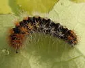 Impressed Dagger Moth - Hodges#9261 - photo 3