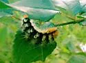 Impressed Dagger Moth - Hodges#9261 - photo 4
