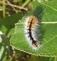 Impressed Dagger Moth - Hodges#9261 - photo 5