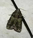 Eclipsed Oak Dagger - Hodges#9249 - Acronicta increta