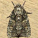 Eclipsed Oak Dagger - Hodges#9249 - photo 2