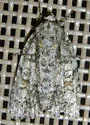 Eclipsed Oak Dagger - Hodges#9249 - photo 4