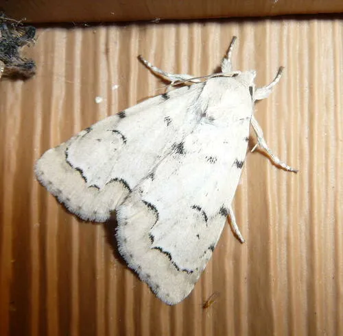 Unmarked Dagger - Hodges#9207 - Acronicta innotata