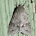 Large Gray Dagger - Hodges#9202
