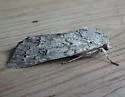 Large Gray Dagger - Hodges#9202 - photo 4