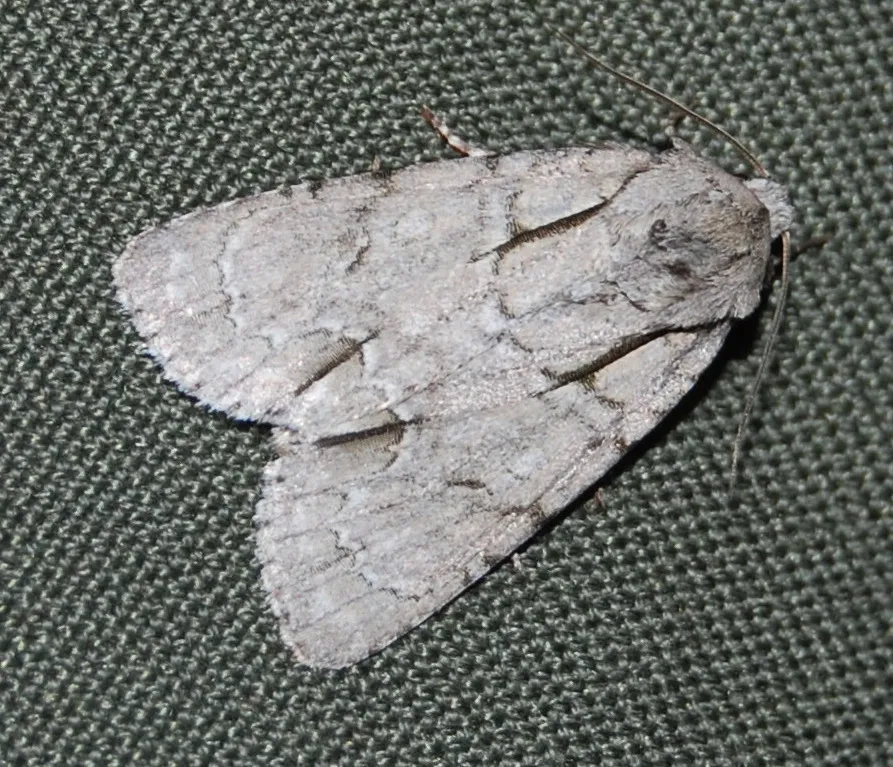 Interrupted Dagger - Hodges#9237 - photo 2
