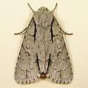 Pleasant Dagger - Hodges#9227 - Acronicta laetifica