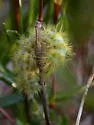 Pointed Dagger Moth - Hodges#9274 - photo 3