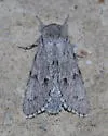 Cottonwood Dagger Moth - Hodges#9205