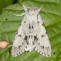 Cottonwood Dagger Moth - Hodges#9205 - photo 3
