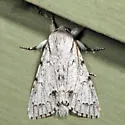 Cottonwood Dagger Moth - Hodges#9205 - photo 4