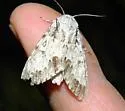 Cottonwood Dagger Moth - Hodges#9205 - photo 5