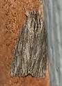 Streaked Dagger - Hodges#9266