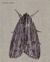 Streaked Dagger - Hodges#9266 - photo 2