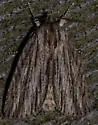Streaked Dagger - Hodges#9266 - photo 3