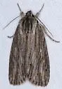 Streaked Dagger - Hodges#9266 - photo 4