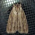Streaked Dagger - Hodges#9266 - photo 5