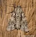 Acronicta liturata - Hodges#9255.1 - Acronicta liturata