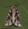 Acronicta liturata - Hodges#9255.1 - photo 2