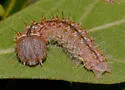 Acronicta liturata - Hodges#9255.1 - photo 3