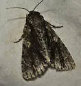 Acronicta liturata - Hodges#9255.1 - photo 4