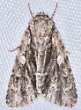 Acronicta liturata - Hodges#9255.1 - photo 5